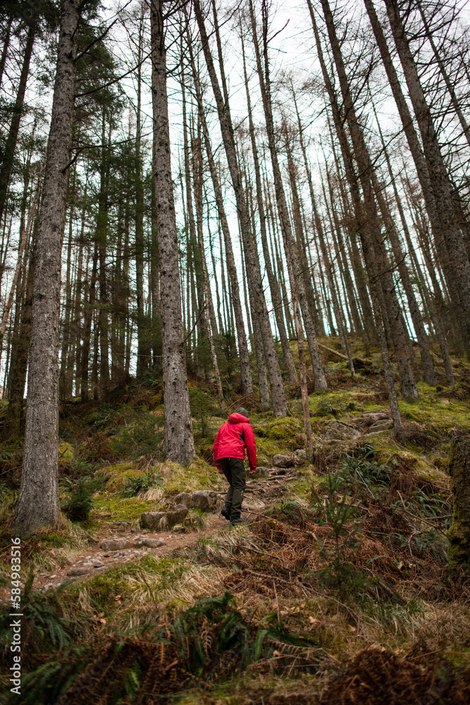 Solo Man hiking in Scottish Highland forest in winter Solo Man hiking in Scottish Highland forest in winter
