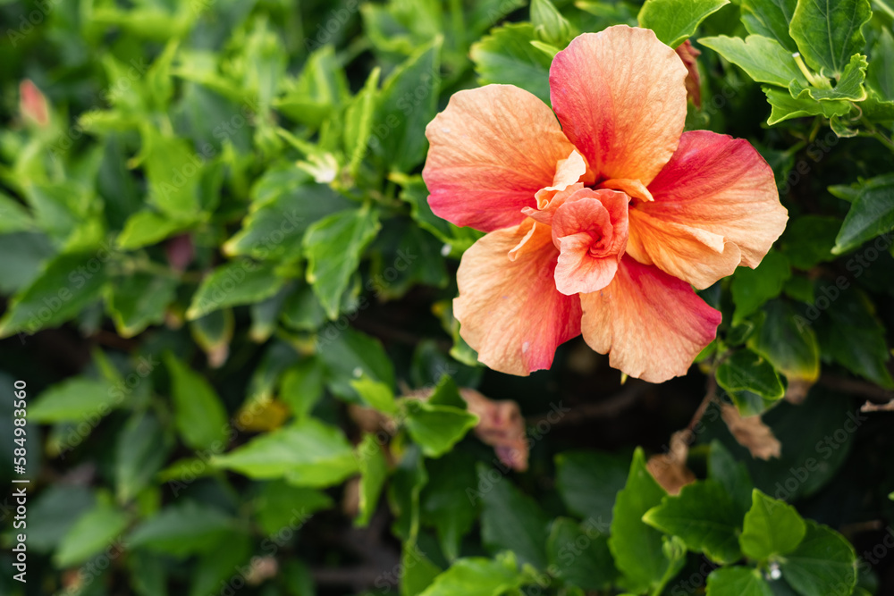 salmon-colored hibiscus flower on its bush. Tenerife, Canary Isl salmon-colored hibiscus flower on its bush. Tenerife, Canary Isl