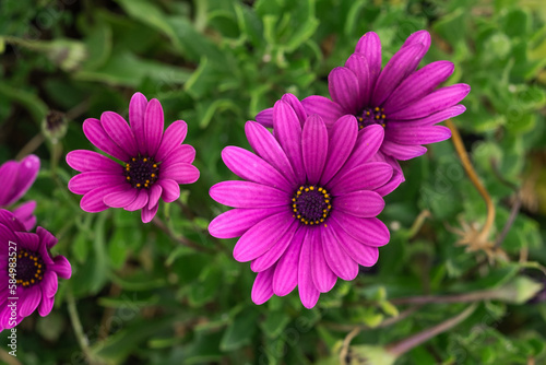 Several violet daisy flowers on its bush. Tenerife  Canary Islan