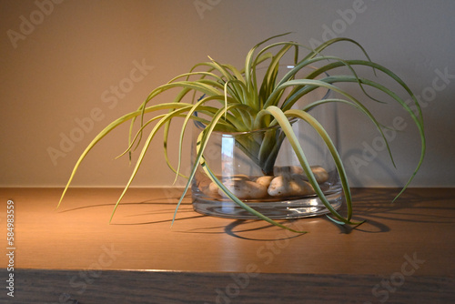 plant in glass vase with warm light on wood shelf.