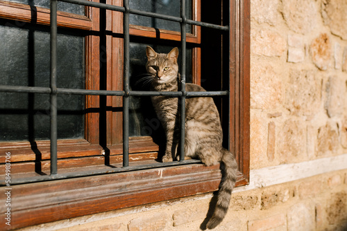 Cat On Street