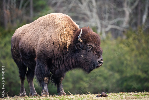 An American Bison Pausing along the Ridge