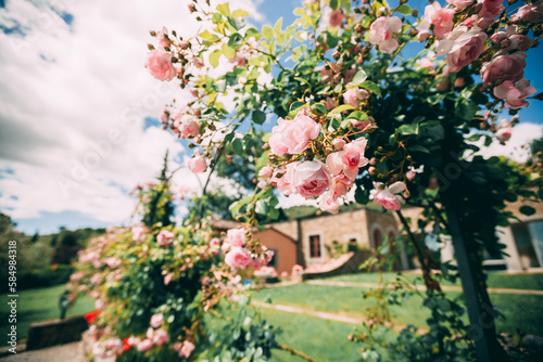 roses garden in northern italy
