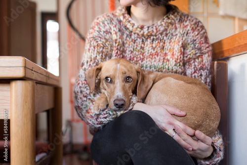 shy and frightened dog