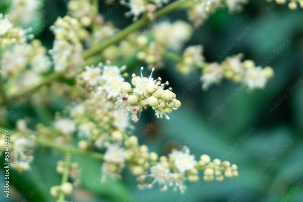 Close up of the flowers of Longan, Longan tree. Close up of the flowers of Longan, Longan tree.