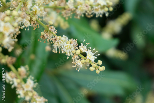 Close up of the flowers of Longan, Longan tree.