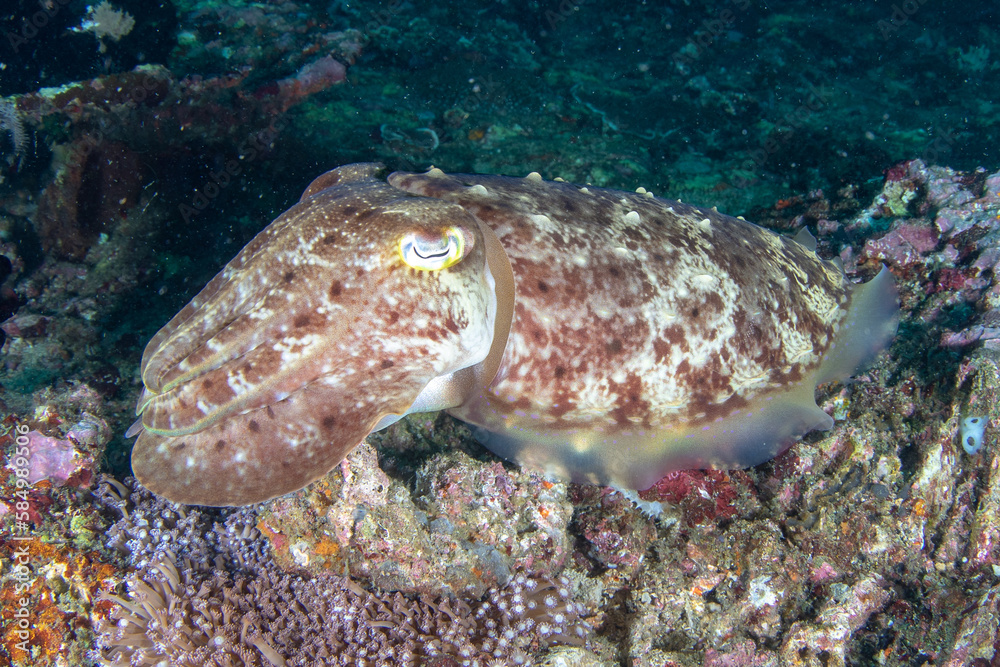 A close up view of the tropical cuttlefish on the coral reef A close up view of the tropical cuttlefish on the coral reef