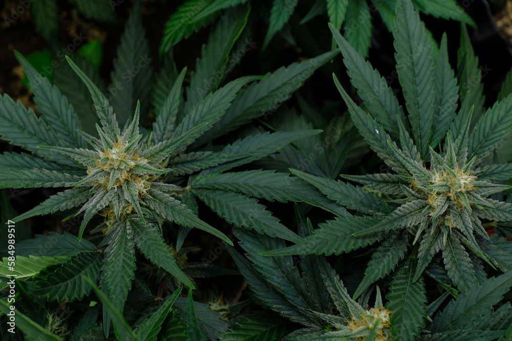 Auto flower Auto flower