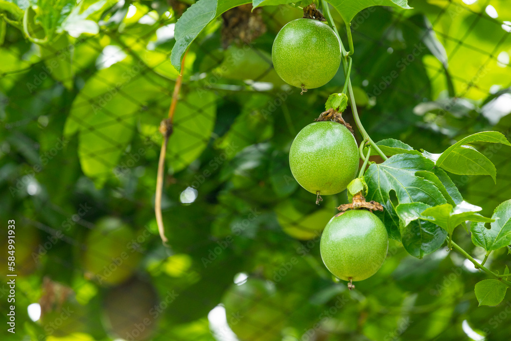 summer, orchard, fruit, plump, green, passion fruit summer, orchard, fruit, plump, green, passion fruit
