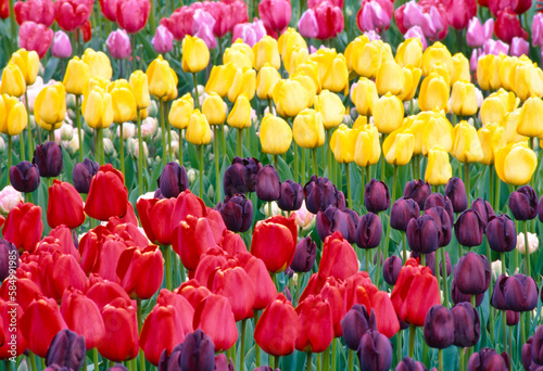 Tulips flowering blossoming blooming Skagit Valley Washington 