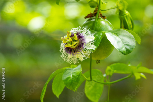 summer, orchard, fruit, plump, green, passion fruit, flower