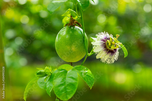 summer, orchard, fruit, plump, green, passion fruit, flower