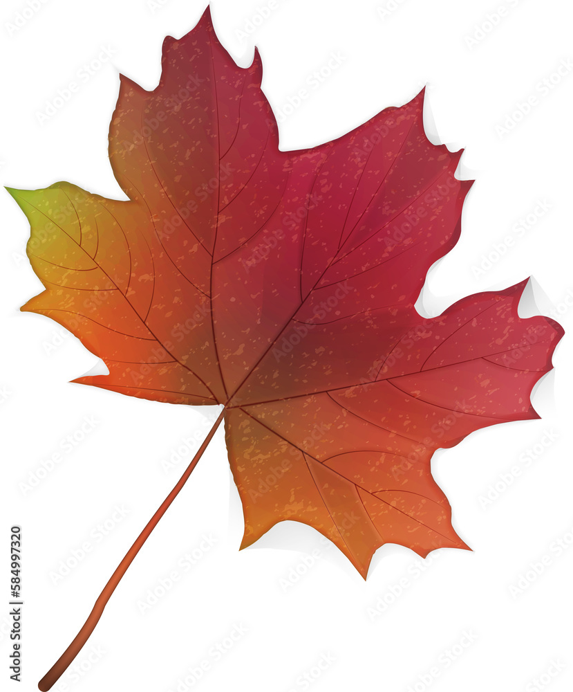 Obraz premium Autumn elegant botanic garden red maple leaf
