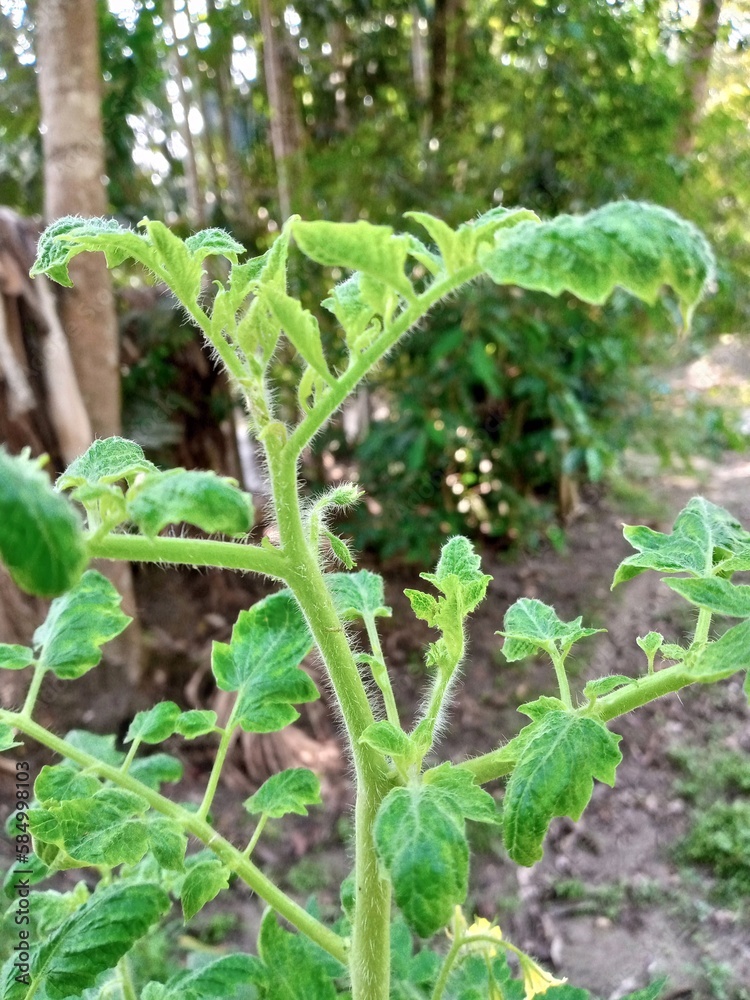 custom made wallpaper toronto digitalplants