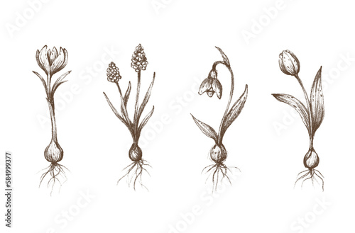 Set of spring flowers. Botanical illustration