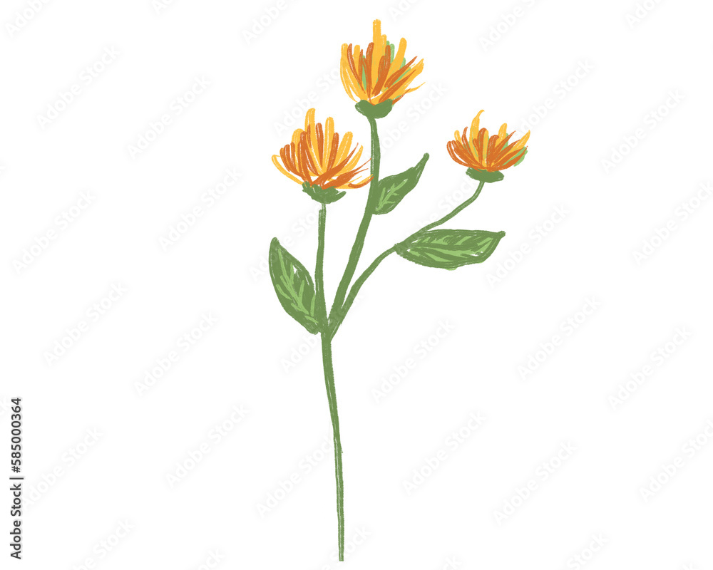 flower isolated flower isolated