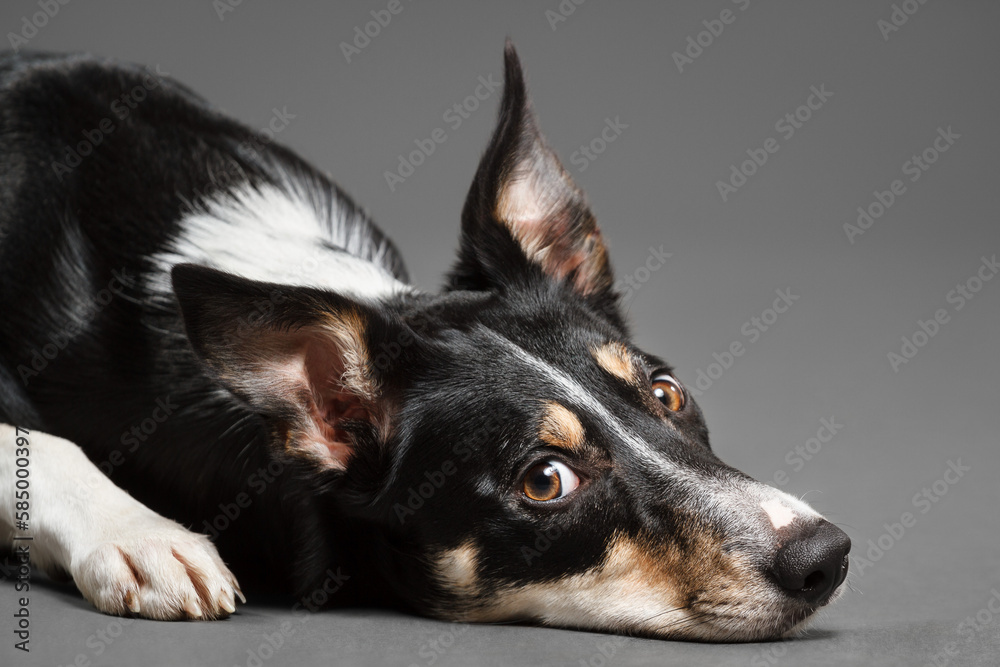 a border collie puppy dog lying down on the floor close up portrait in the studio on a grey background 
