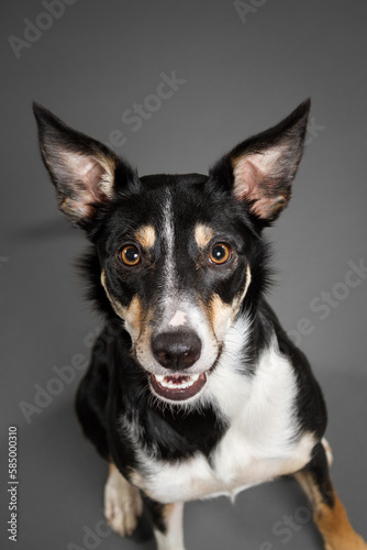 a border collie puppy dog sitting in the studio on a grey background looking up at the camera