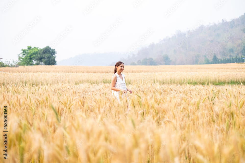 Young Asian women  in white dresses walking in the Barley rice field season golden color of the wheat plant at Chiang Mai Thailand