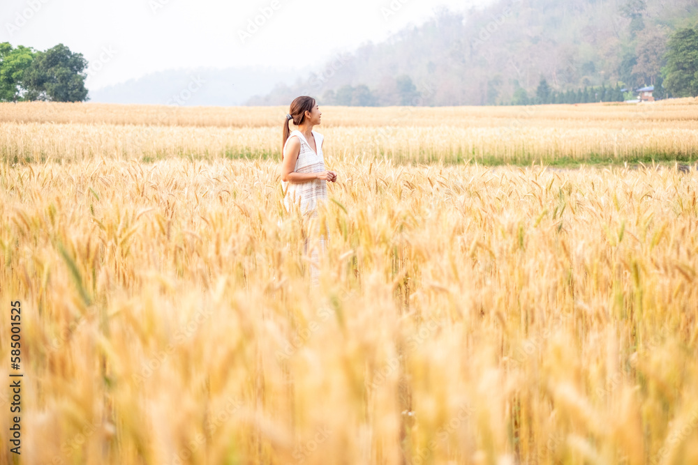 Young Asian women in white dresses walking in the Barley rice field season golden color of the wheat plant at Chiang Mai Thailand Young Asian women in white dresses walking in the Barley rice field season golden color of the wheat plant at Chiang Mai Thailand