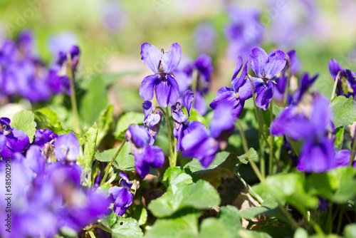 Spring flowers. wood violet  viola odorata  dog wild violet  viola hirta  viola sororia  sweet violet  Queen Charlotte flower. Violet violets flowers bloom in the spring forest. Viola odorata.