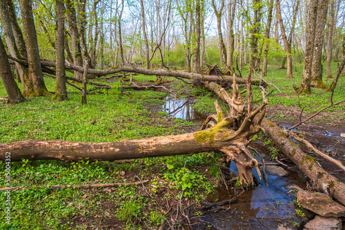 Fallen trees in a swamp in a lush forest in the spring