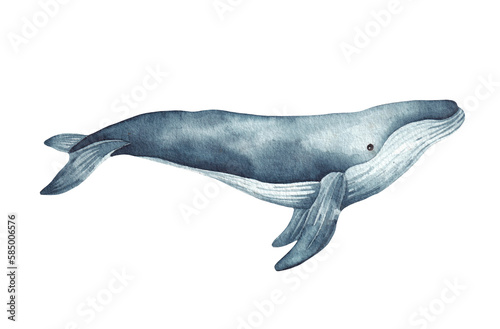 Whale, Blue whale photo