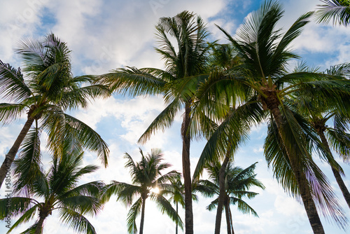 tropical summer palm tree. tropical summer palm tree on sky. tropical summer palm tree outdoor.