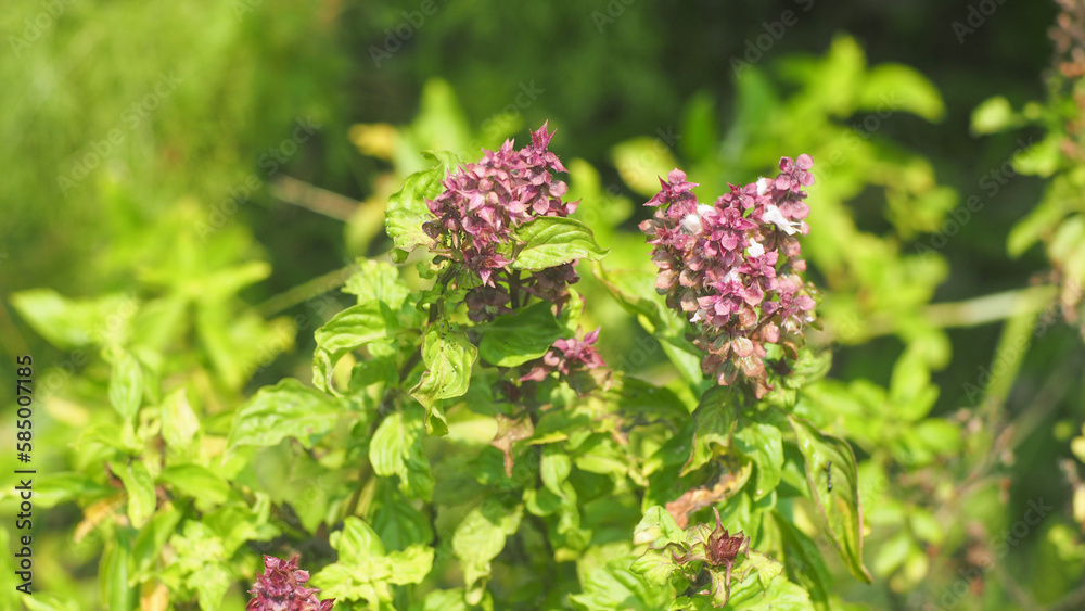 Fresh green basil (Ocimum basilicum), medicinal plant concept, basil vegetable. Natural blurred background. Fresh green basil (Ocimum basilicum), medicinal plant concept, basil vegetable. Natural blurred background.