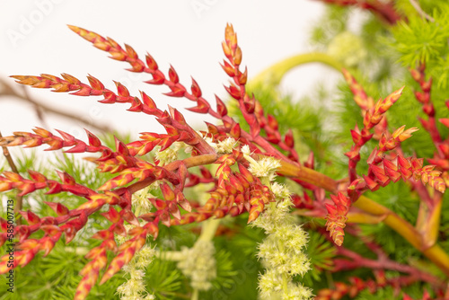 Plant close up