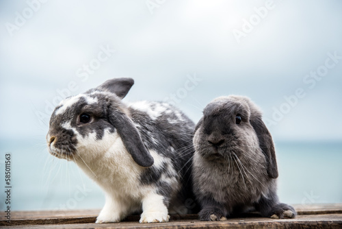 Cute rabbits sitting on table near sea photo
