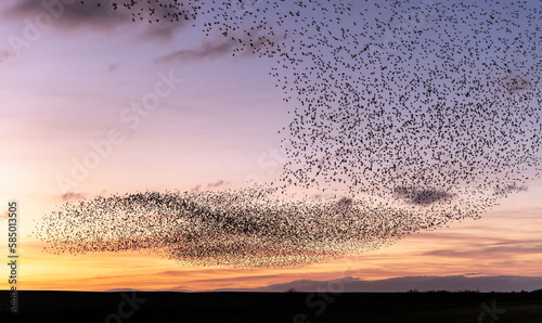 A Murmuration of Starlings photo
