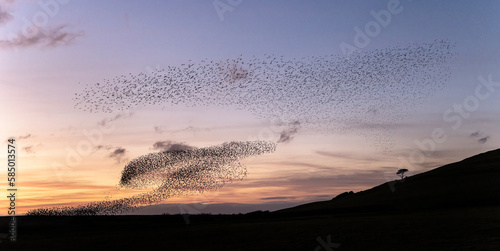 Starlings coming in to roost