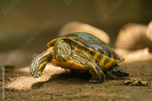 portrait of a walking turtle photo