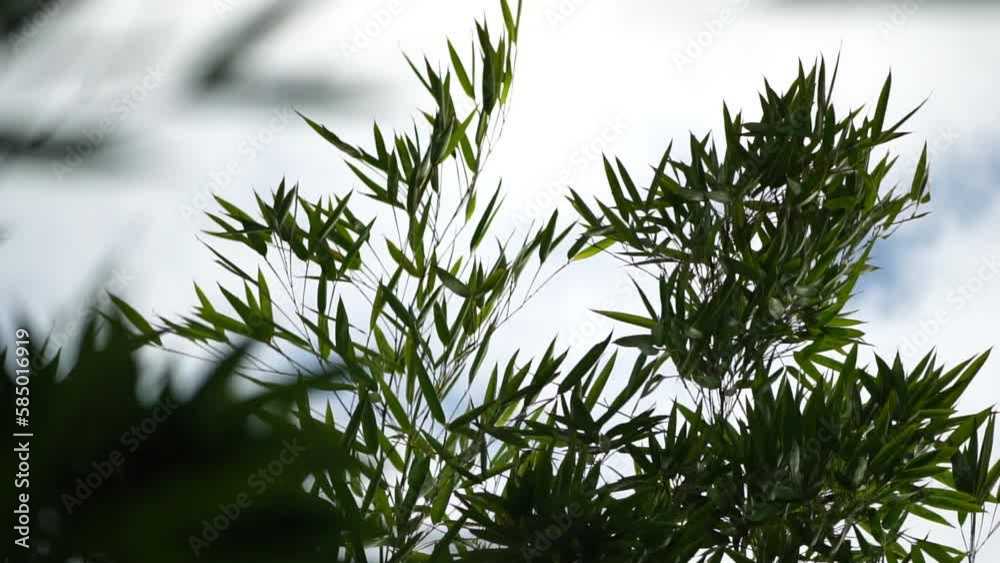 green leaves bamboo tree blowing in wind, leaf on blue background. Tree branch blowing in wind. slow motion nature backgrounds green leaves bamboo tree blowing in wind, leaf on blue background. Tree branch blowing in wind. slow motion nature backgrounds
