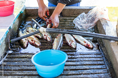 Female Worker Cleaning Fresh Fish photo