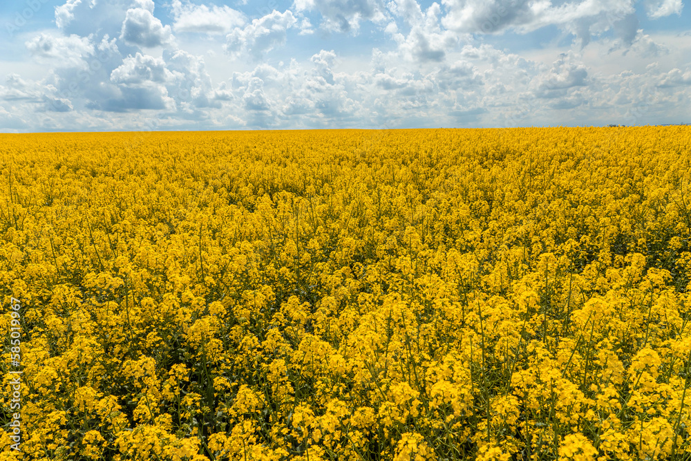 Yellow rape flower field and blue sky with clouds Yellow rape flower field and blue sky with clouds