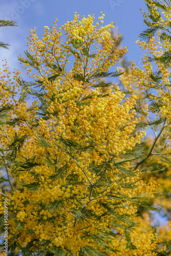 Mimosa flower tree
