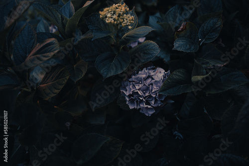 hydrangea flower photo