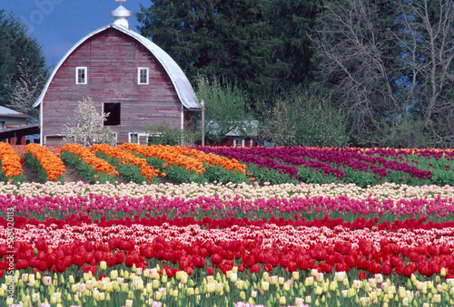 Tulips fields flowers barn spring flowering SKagit Valley Washingtn photo