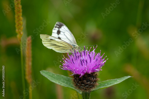 Green-veined White butterfly individual on Common Knapweed