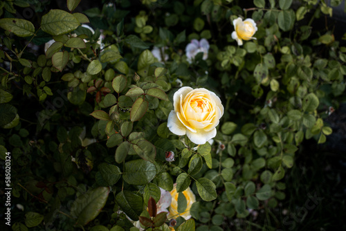 yellow rose