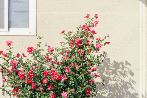 Pink camellia flowers next to an ivory colored building. photo