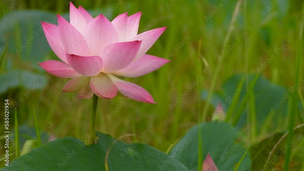 The lotus flowers swayed in the gentle breeze, and the surroundings were covered with lush green grass. Switch focus to green grass. The lotus flowers swayed in the gentle breeze, and the surroundings were covered with lush green grass. Switch focus to green grass.