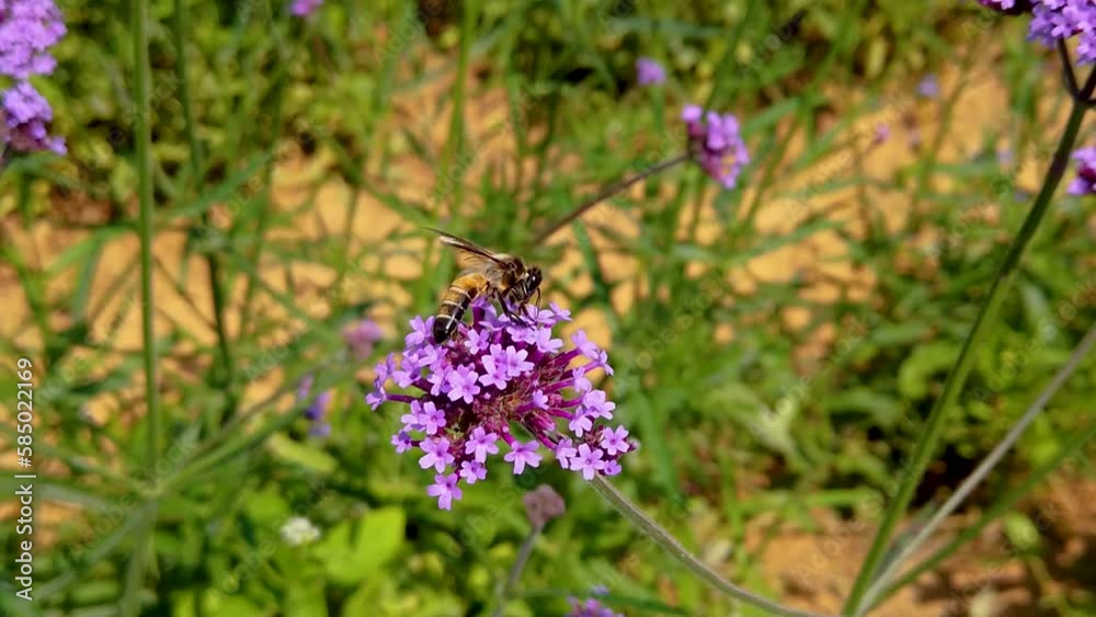 Bee, On top of blossoming beautiful flowers island over garden, Sun's rays are purple plant, Relax, Aromatherapy. Bee, On top of blossoming beautiful flowers island over garden, Sun's rays are purple plant, Relax, Aromatherapy.