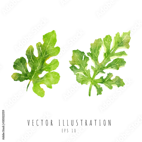 Leaf of watermelon watercolor painting isolated on white background