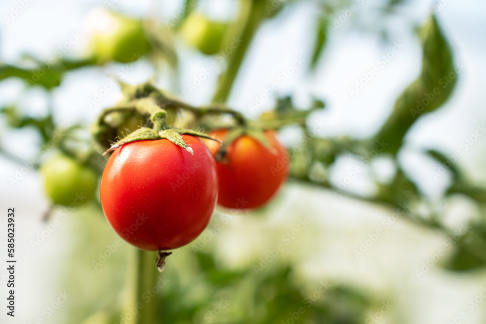 Red Tomatoes. Beautiful red ripe Tomatoes grown in a greenhouse. Gardening tomato photograph with copy space. Red Tomatoes. Beautiful red ripe Tomatoes grown in a greenhouse. Gardening tomato photograph with copy space.