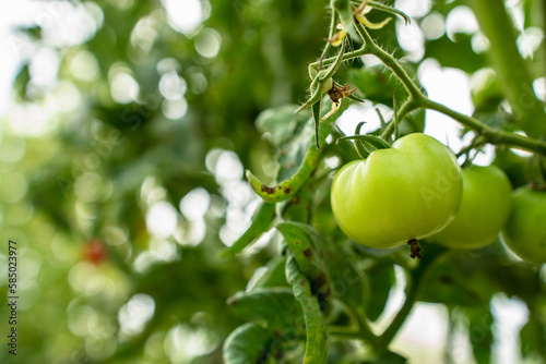 Red Tomatoes. Beautiful red ripe Tomatoes grown in a greenhouse. Gardening tomato photograph with copy space.