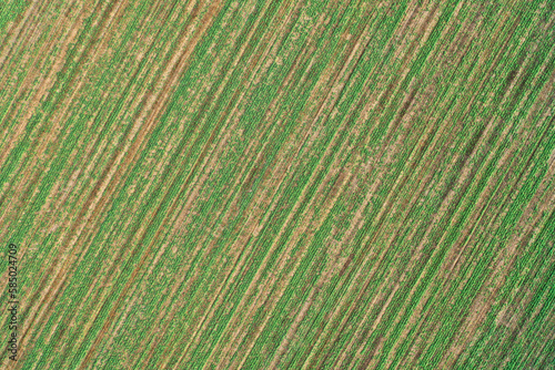 A top-down aerial view of the sprout line of green crops in an agricultural field in the middle of the day. Crop sprouts in a farmer s field.