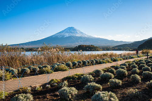 vineyard in the background of mountains